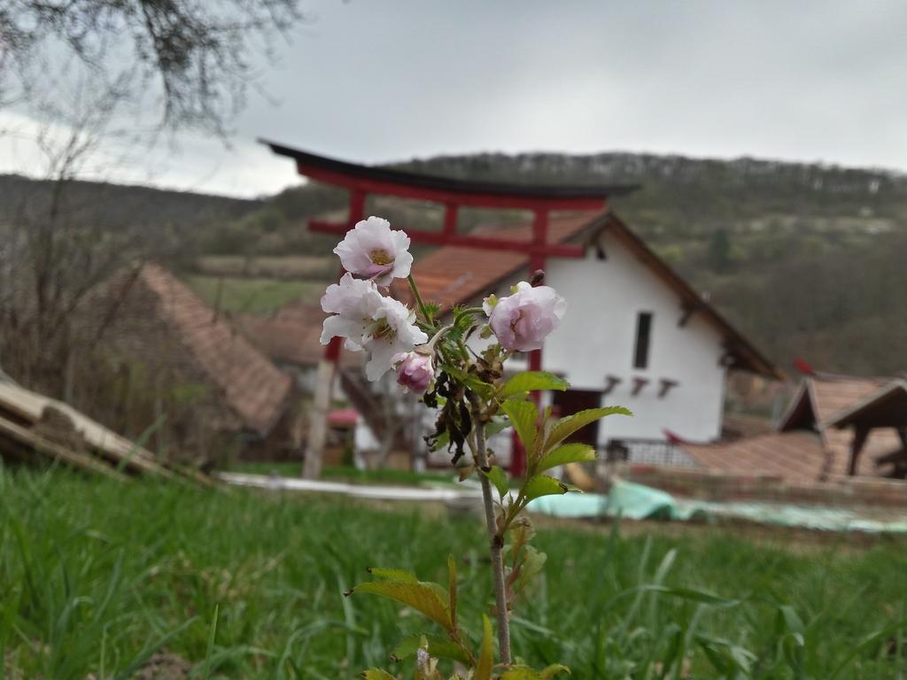 Casa Lily - Japanese Retreat Hotell Sighişoara Eksteriør bilde