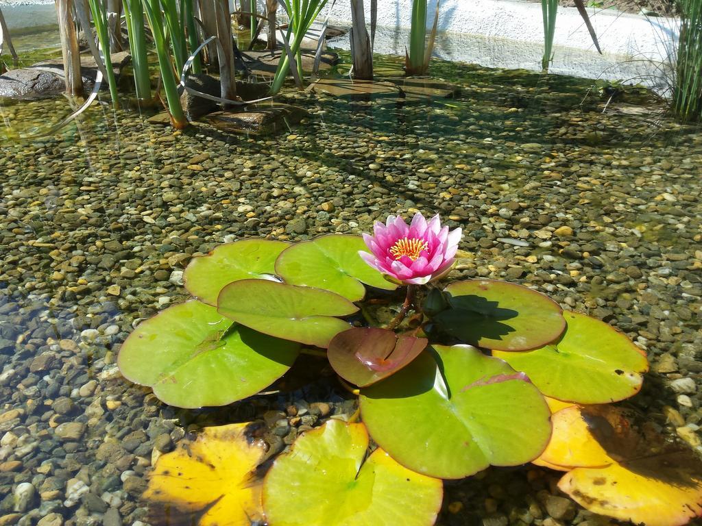 Casa Lily - Japanese Retreat Hotell Sighişoara Eksteriør bilde