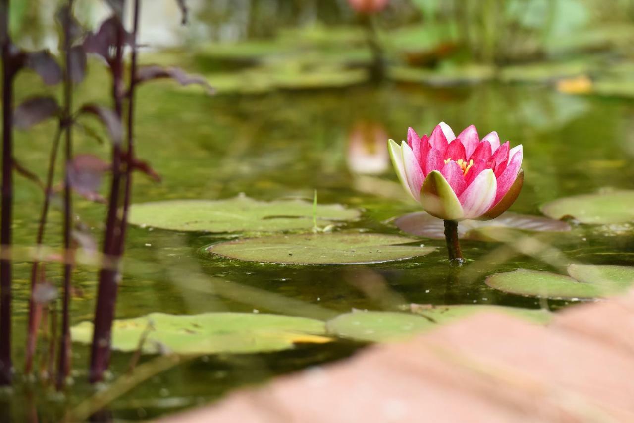 Casa Lily - Japanese Retreat Hotell Sighişoara Eksteriør bilde