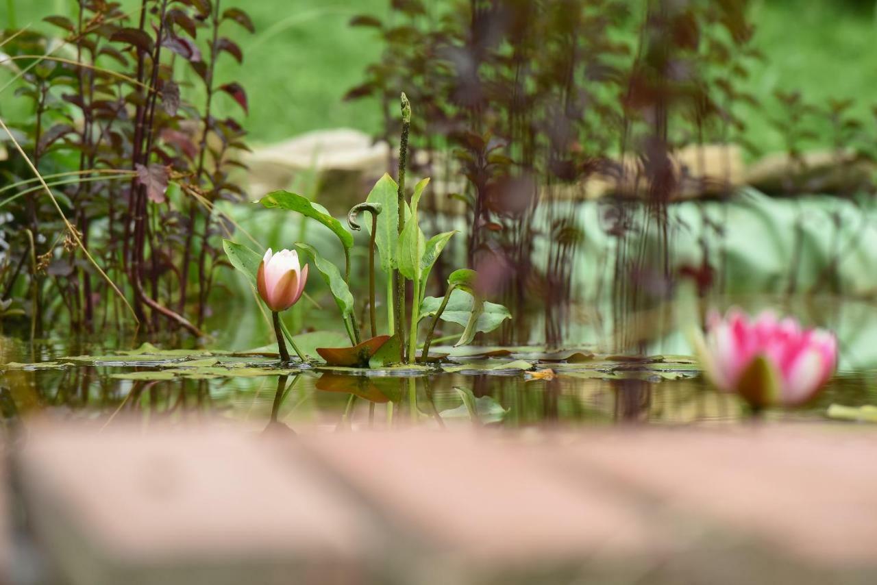 Casa Lily - Japanese Retreat Hotell Sighişoara Eksteriør bilde